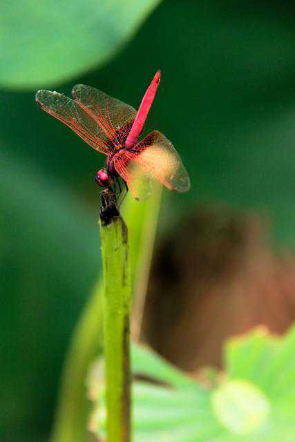 荷花魅力别样红