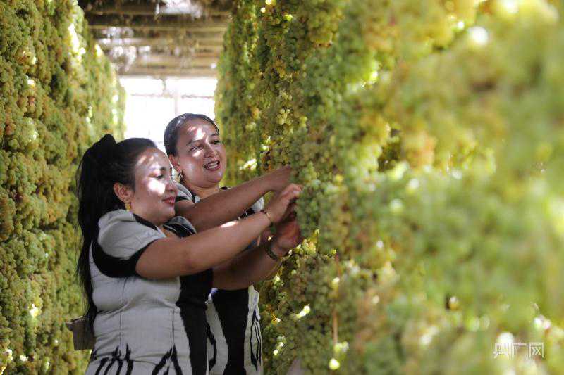 县域“新”貌｜新疆墨玉：特色林果业铺就致富路