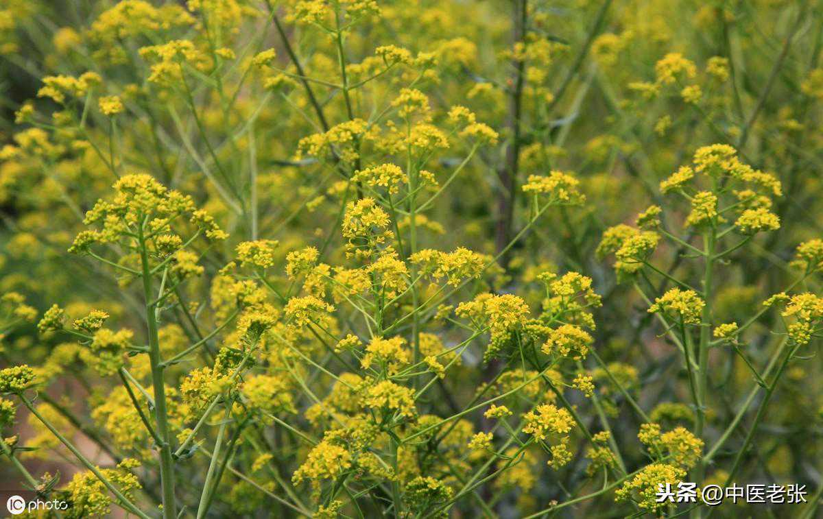 常见中药材别名大全，中医快收藏备用