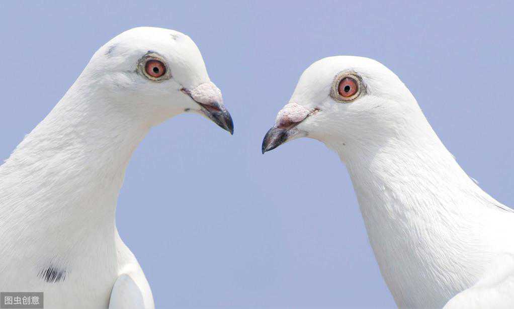 最全的鸽病防治宝典都在这里（赶紧收藏）