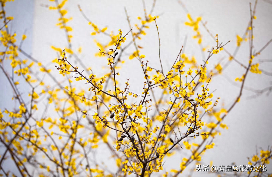 收藏！秦皇岛2024花海预报来了，邂逅烂漫繁花！