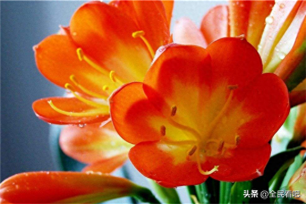 春季君子兰怎么养的好长的好，这几个注意事项请收藏！