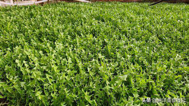 婆婆丁做馅好不好吃，关键在于这一点，一般人都忽略了，收藏吧