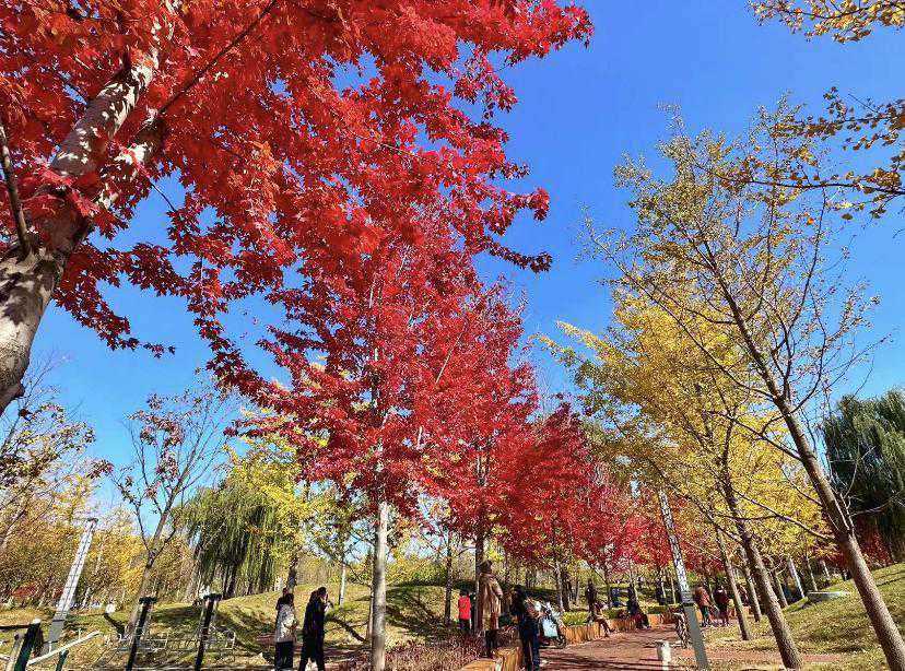 快收藏！本溪赏枫遭遇堵堵堵，这几处家门口的宝藏“枫”景千万别错过！