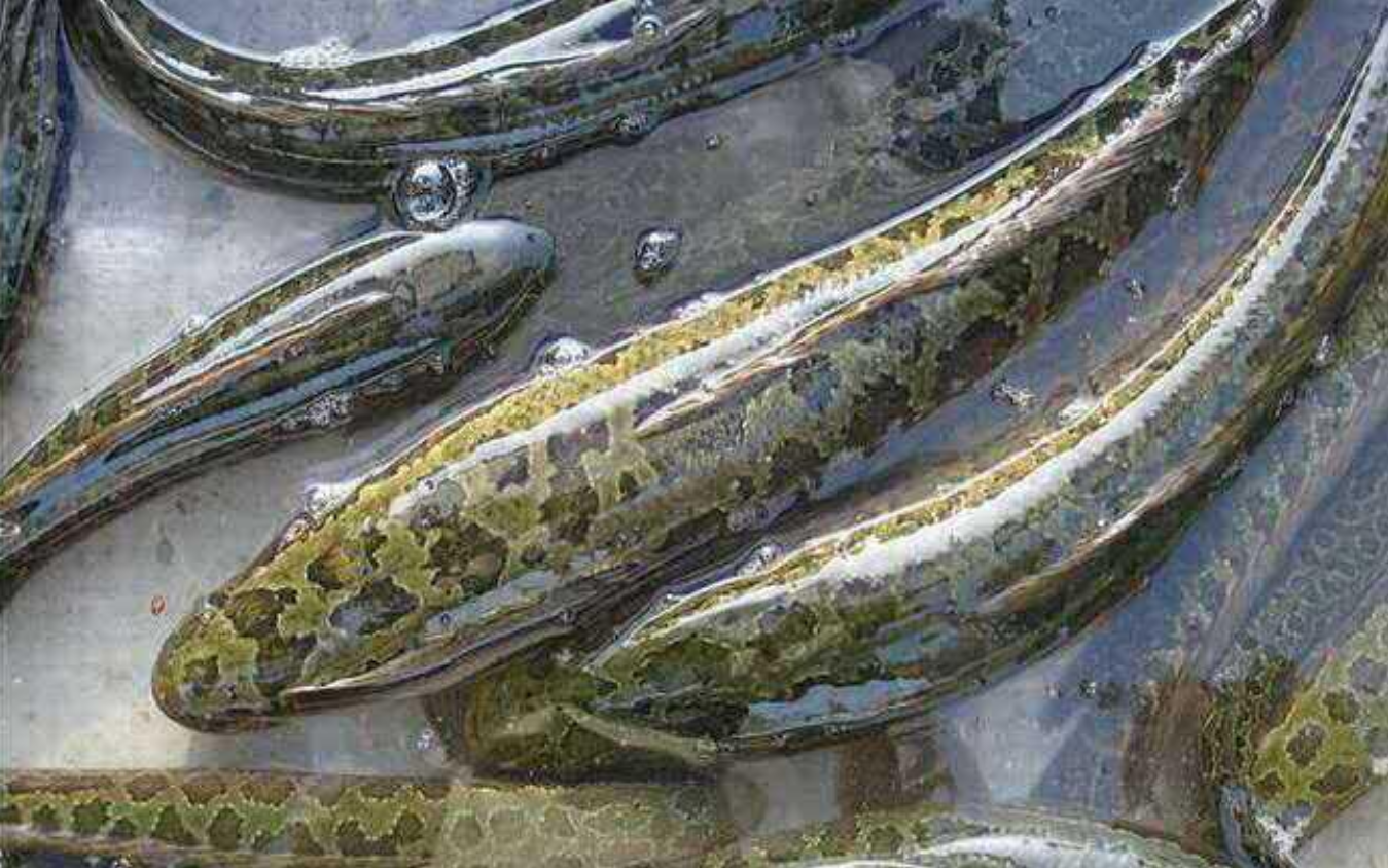 爱吃黑鱼的一定要收藏，教你5种黑鱼美味健康吃法，看你爱吃哪种