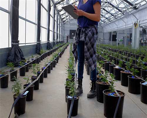 清乾隆-嘉庆 碧玉云龙纽方玺 （一对）